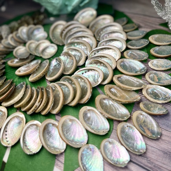 15Assorted ABALONE SEASHELLS MIXED LOT CRAFTING DIY SUPPLIES COASTAL BEACH DECOR - Picture 15 of 16